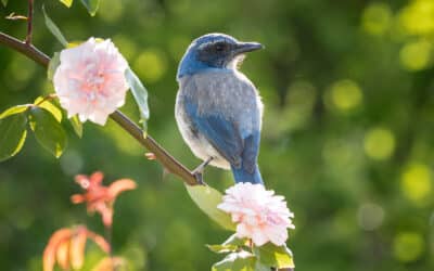 Finding Joy in the Dementia Journey